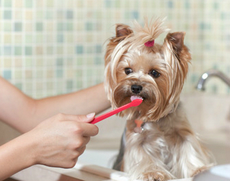 Brushing dog's teeth