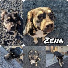 Zena