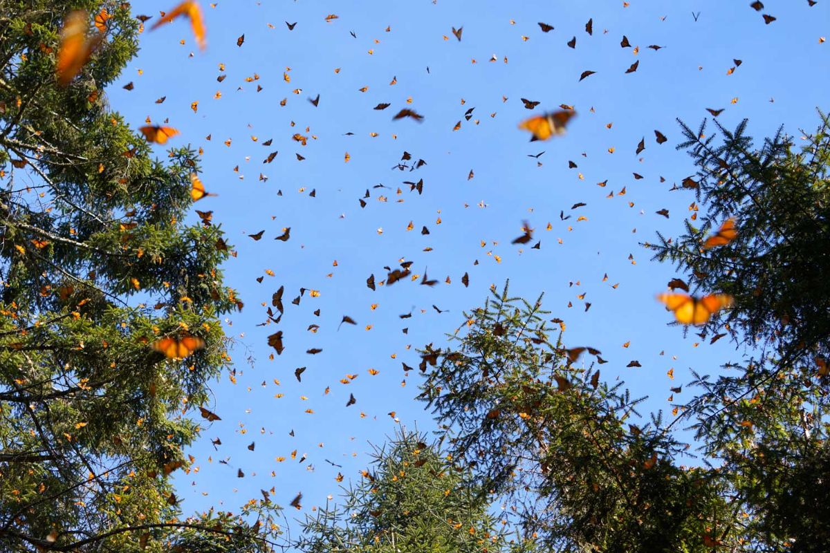 Monarch Butterfly Biosphere Reserve